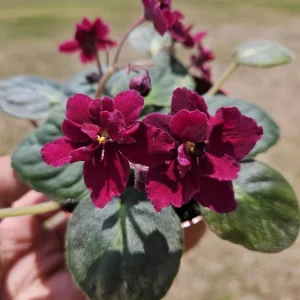 Tomahawk African Violet Live Plant - Young Starter in 4 Inch Pot, Indoor - Image 1