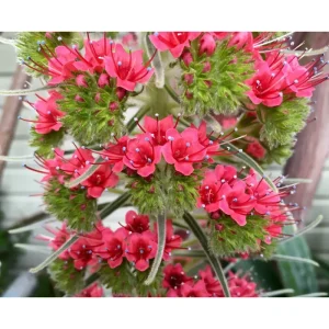 Tower of Jewels Echium Wildpretii Seeds - 20 Count - Non-GMO Heirloom - Image 3