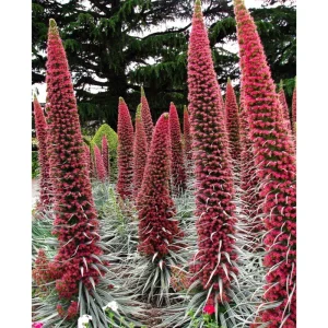 Tower of Jewels Echium Wildpretii Seeds - 20 Count - Non-GMO Heirloom - Image 4