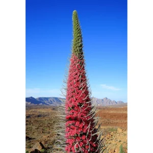 Tower of Jewels Echium Wildpretii Seeds - 20 Count - Non-GMO Heirloom - Image 5