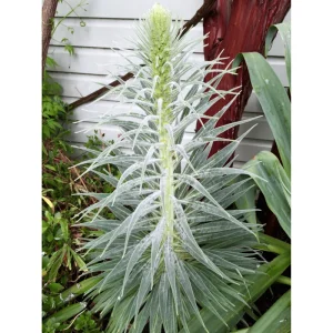 Tower of Jewels Echium Wildpretii Seeds - 20 Count - Non-GMO Heirloom - Image 6