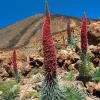 Tower of Jewels Echium Wildpretii Seeds - 20 Count - Non-GMO Heirloom - Image 1