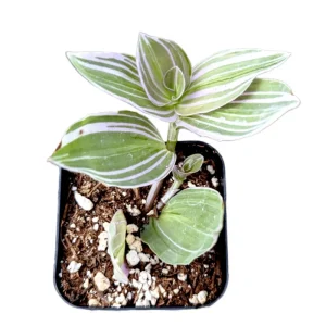 Tradescantia 'Lavender' Fluminensis Variegata Live Plant 2 Inch Pot Indoor/Outdoor - Image 2