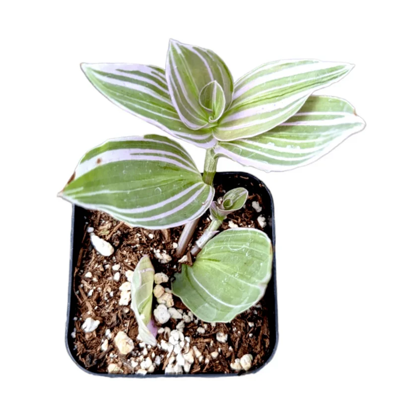 Tradescantia 'Lavender' Fluminensis Variegata Live Plant 2 Inch Pot Indoor/Outdoor - Image 2