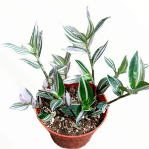 Tradescantia 'Lavender' Fluminensis Variegata Live Plant 2 Inch Pot Indoor/Outdoor - Image 3