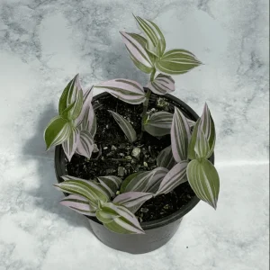 Tradescantia 'Lavender' Fluminensis Variegata Live Plant 2 Inch Pot Indoor/Outdoor - Image 4