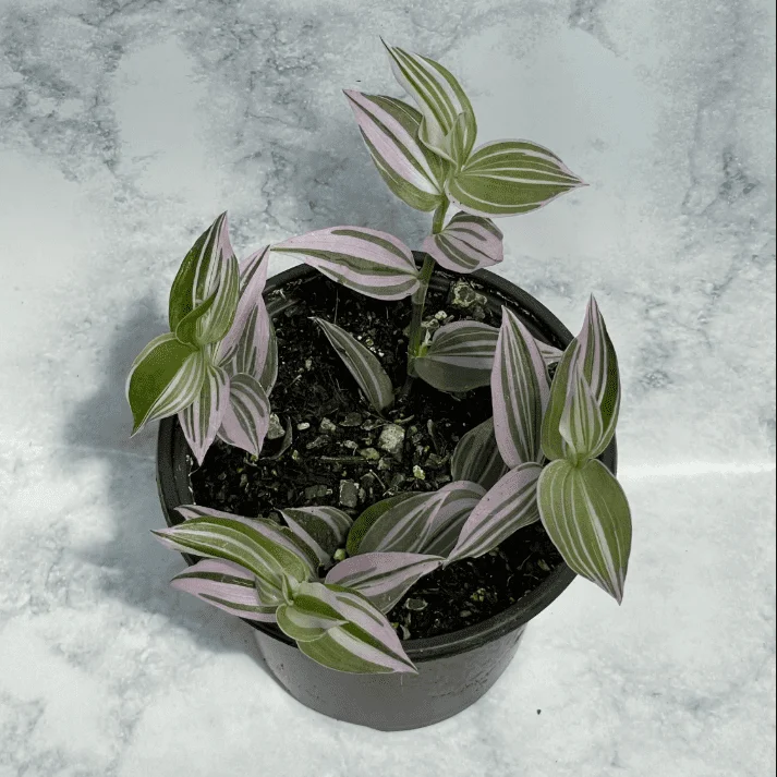 Tradescantia 'Lavender' Fluminensis Variegata Live Plant 2 Inch Pot Indoor/Outdoor - Image 4