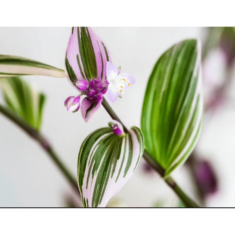 Tradescantia 'Lavender' Fluminensis Variegata Live Plant 2 Inch Pot Indoor/Outdoor - Image 5