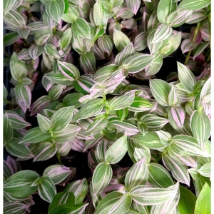 Tradescantia 'Lavender' Fluminensis Variegata Live Plant 2 Inch Pot Indoor/Outdoor - Image 6