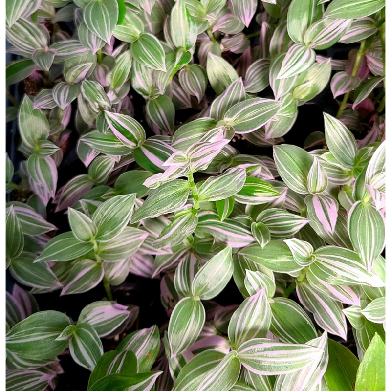 Tradescantia 'Lavender' Fluminensis Variegata Live Plant 2 Inch Pot Indoor/Outdoor - Image 6