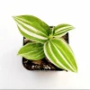 Tradescantia 'Lavender' Fluminensis Variegata Live Plant 2 Inch Pot Indoor/Outdoor - Image 1