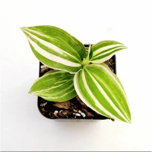 Tradescantia 'Lavender' Fluminensis Variegata Live Plant 2 Inch Pot Indoor/Outdoor - Image 1