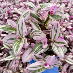 Tradescantia Nanouk Live Plant - Pink Wandering Jew, 4 Inch Pot, Indoor Houseplant - Image 2