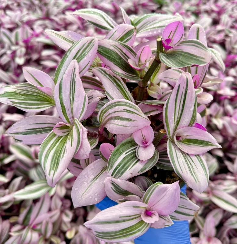 Tradescantia Nanouk Live Plant - Pink Wandering Jew Houseplant - Image 2
