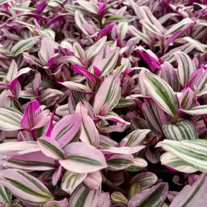 Tradescantia Nanouk Live Plant - Pink Wandering Jew Houseplant - Image 3