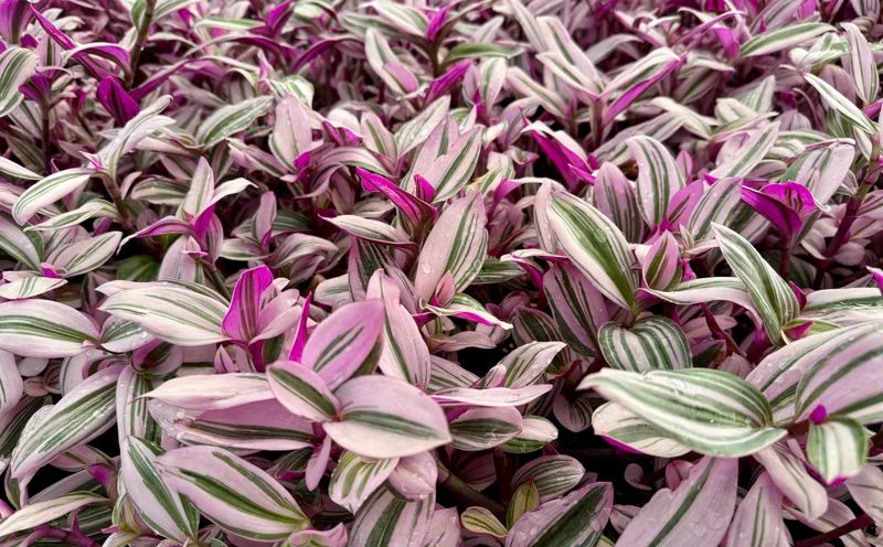 Tradescantia Nanouk Live Plant - Pink Wandering Jew Houseplant - Image 3