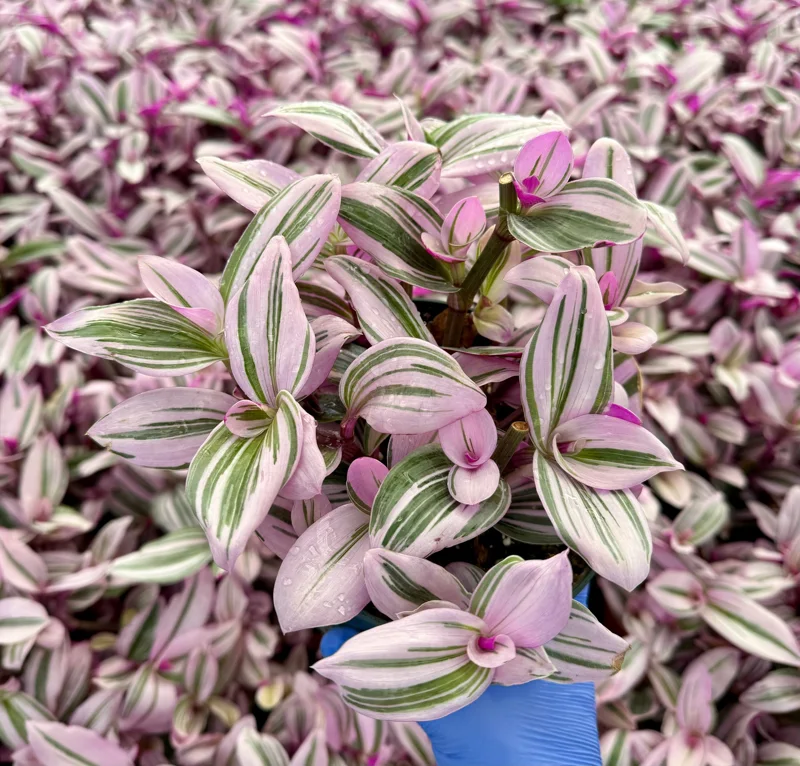 Tradescantia Nanouk Live Plant - Pink Wandering Jew Houseplant - Image 1
