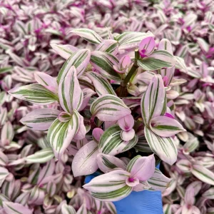 Tradescantia Nanouk Live Plant - Pink Wandering Jew, 4 Inch Pot, Indoor Houseplant - Image 1