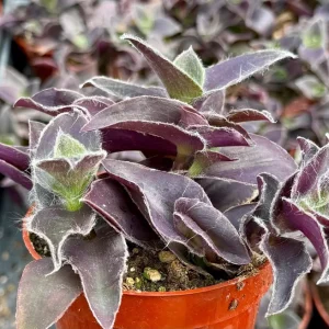 Tradescantia Pale Puma Live Plant - Fuzzy Purple Foliage in 4 Inch Pot - Image 2