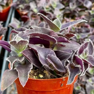 Tradescantia Pale Puma Live Plant - Fuzzy Purple Foliage in 4 Inch Pot - Image 4