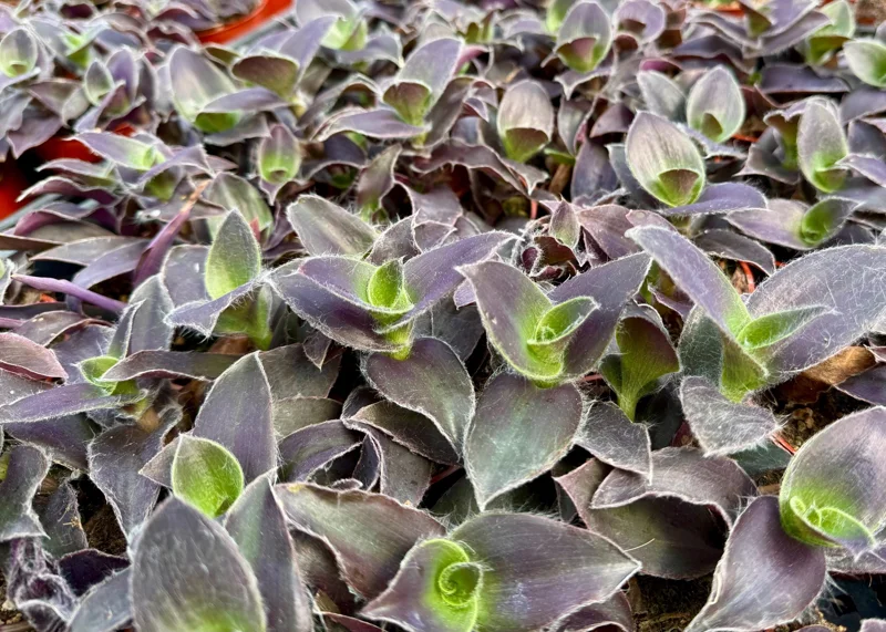 Tradescantia Pale Puma Live Plant - Fuzzy Purple Foliage in 4 Inch Pot - Image 5