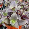 Tradescantia Pale Puma Live Plant - Fuzzy Purple Foliage in 4 Inch Pot - Image 1