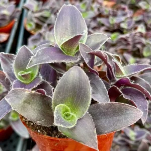 Tradescantia Pale Puma Live Plant - Fuzzy Purple Foliage in 4 Inch Pot - Image 1