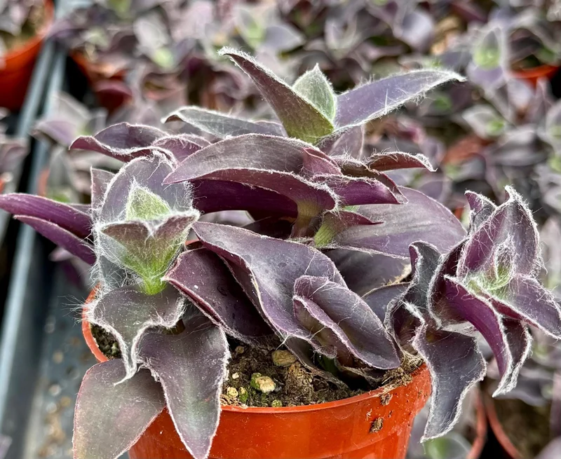 Tradescantia Pallida 'Pale Puma' Live Plant – Purple Fuzzy Plant in 4 Inch Pot – Indoor/Outdoor - Image 2