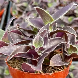 Tradescantia Pallida 'Pale Puma' Live Plant – Purple Fuzzy Plant in 4 Inch Pot – Indoor/Outdoor - Image 3