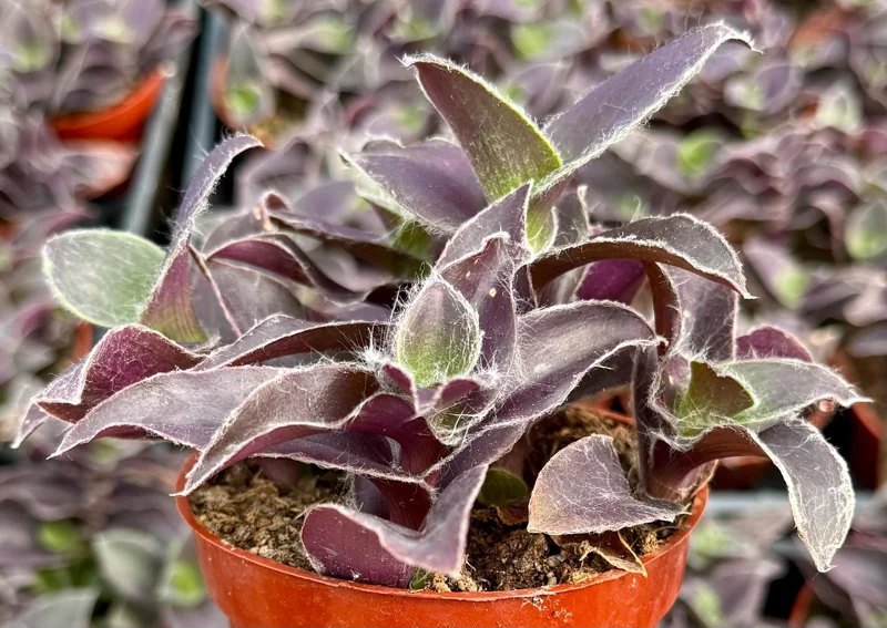 Tradescantia Pallida 'Pale Puma' Live Plant – Purple Fuzzy Plant in 4 Inch Pot – Indoor/Outdoor - Image 3