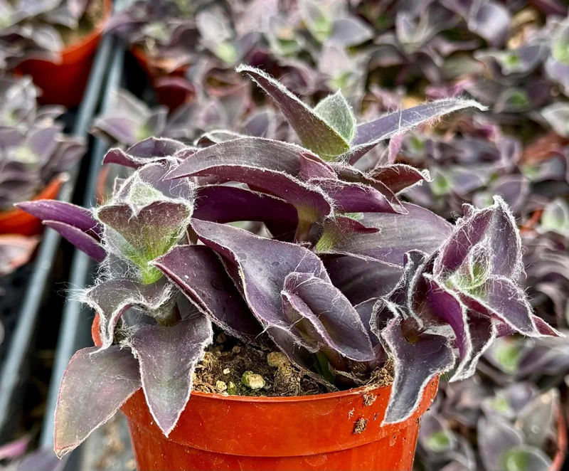 Tradescantia Pallida 'Pale Puma' Live Plant – Purple Fuzzy Plant in 4 Inch Pot – Indoor/Outdoor - Image 4