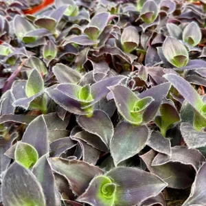 Tradescantia Pallida 'Pale Puma' Live Plant – Purple Fuzzy Plant in 4 Inch Pot – Indoor/Outdoor - Image 5