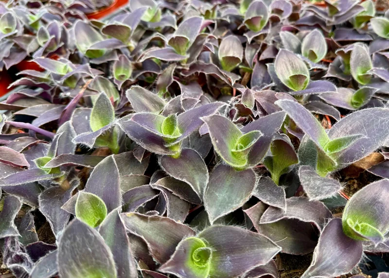 Tradescantia Pallida 'Pale Puma' Live Plant – Purple Fuzzy Plant in 4 Inch Pot – Indoor/Outdoor - Image 5