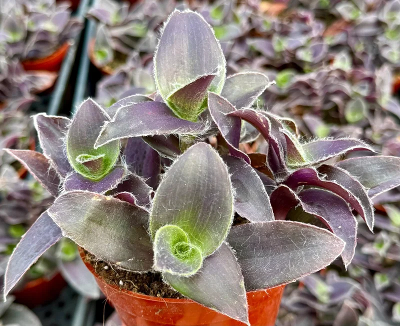 Tradescantia Pallida 'Pale Puma' Live Plant – Purple Fuzzy Plant in 4 Inch Pot – Indoor/Outdoor - Image 1