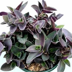 Tradescantia Pallida 'Purple Heart' Live Plant – 2 Inch Pot – Indoor/Outdoor - Image 2