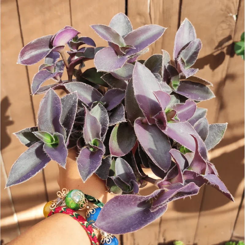 Tradescantia Pallida 'Purple Heart' Live Plant – 2 Inch Pot – Indoor/Outdoor - Image 3