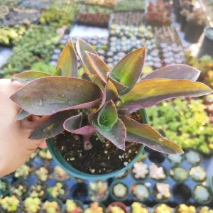 Tradescantia Pallida 'Purple Heart' Live Plant – 2 Inch Pot – Indoor/Outdoor - Image 4