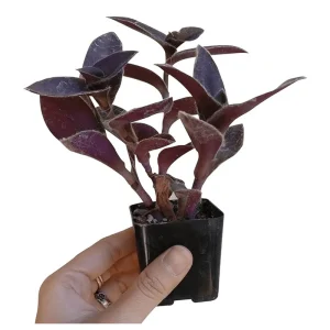Tradescantia Pallida 'Purple Heart' Live Plant – 2 Inch Pot – Indoor/Outdoor - Image 5