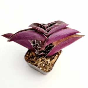 Tradescantia Pallida 'Purple Heart' Live Plant – 2 Inch Pot – Indoor/Outdoor - Image 6