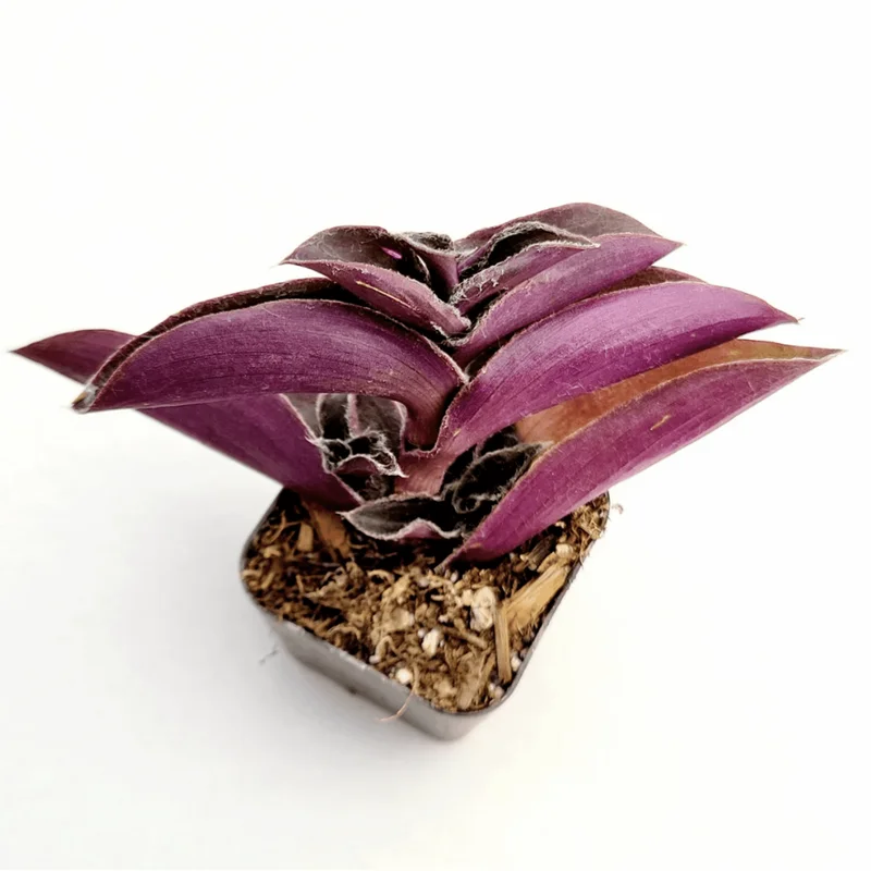 Tradescantia Pallida 'Purple Heart' Live Plant – 2 Inch Pot – Indoor/Outdoor - Image 6