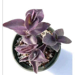 Tradescantia Pallida 'Purple Heart' Live Plant – 2 Inch Pot – Indoor/Outdoor - Image 1