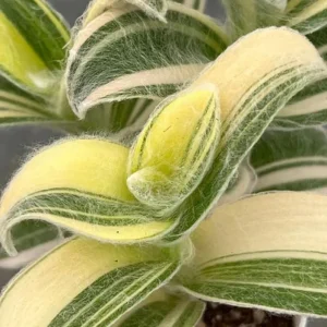 Tradescantia Velvet Plant – 3.5-inch Potted Live Houseplant – Soft Foliage Indoor - Image 2