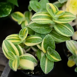 Tradescantia Velvet Plant – 3.5-inch Potted Live Houseplant – Soft Foliage Indoor - Image 3