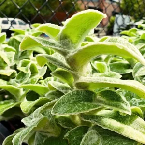 Tradescantia Velvet Plant – 3.5-inch Potted Live Houseplant – Soft Foliage Indoor - Image 4