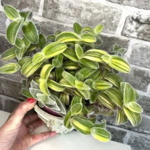 Tradescantia Velvet Plant – 3.5-inch Potted Live Houseplant – Soft Foliage Indoor - Image 5