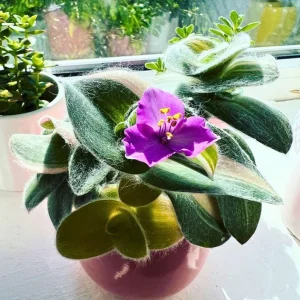 Tradescantia Velvet Plant – 3.5-inch Potted Live Houseplant – Soft Foliage Indoor - Image 6