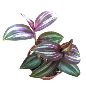 Tradescantia Zebrina Evanesce Live Plant 2 Inch Pot Indoor/Outdoor - Image 2