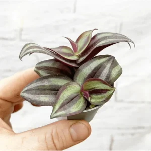 Tradescantia Zebrina Evanesce Live Plant 2 Inch Pot Indoor/Outdoor - Image 3