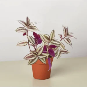 Tradescantia Zebrina Evanesce Live Plant 2 Inch Pot Indoor/Outdoor - Image 4