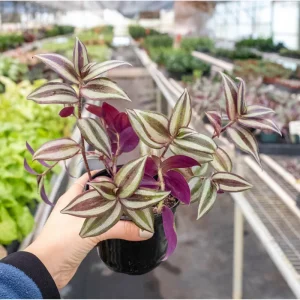 Tradescantia Zebrina Evanesce Live Plant 2 Inch Pot Indoor/Outdoor - Image 5